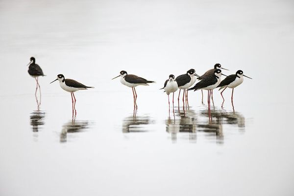Jones, Adam 아티스트의 Group of Black-necked stilts standing together with reflection on water-South Padre Island-Texas작품입니다.